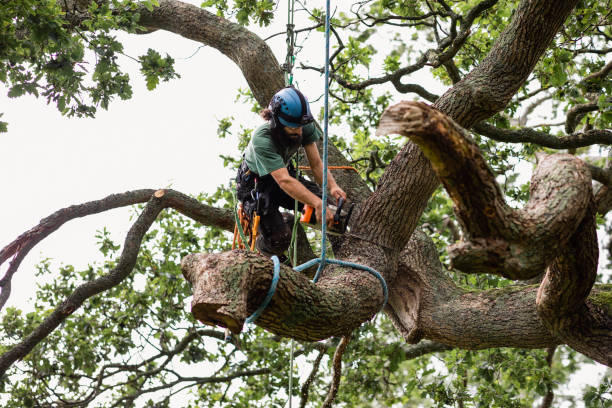 Best Tree and Shrub Care  in East Renton Highlands, WA