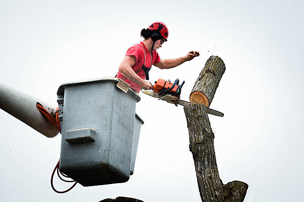 Best Tree Removal  in East Renton Highlands, WA