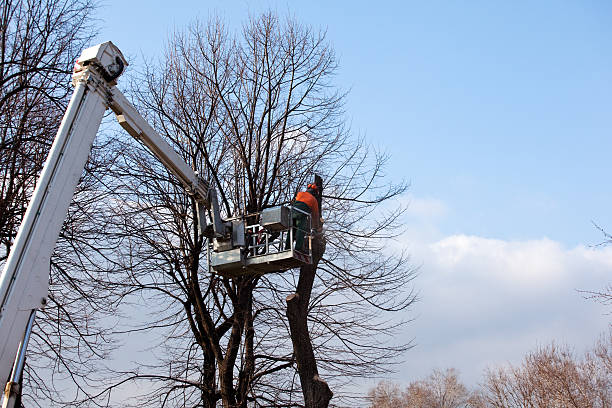 Best Arborist Consultation Services  in East Renton Highlands, WA