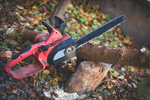 Best Storm Damage Tree Cleanup  in East Renton Highlands, WA